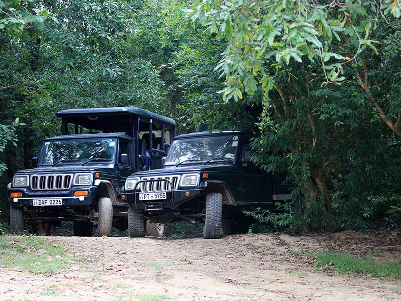 Kumana Safari Camping, Camping in Kumana, Safari Camping in Kumana, Kumana Safari Camping Tours, Camping Safaris in Kumana, Kumana Safari Camp, Kumana Camping, Safari Camping in Kumana, Kumana Camping Safari Tours
