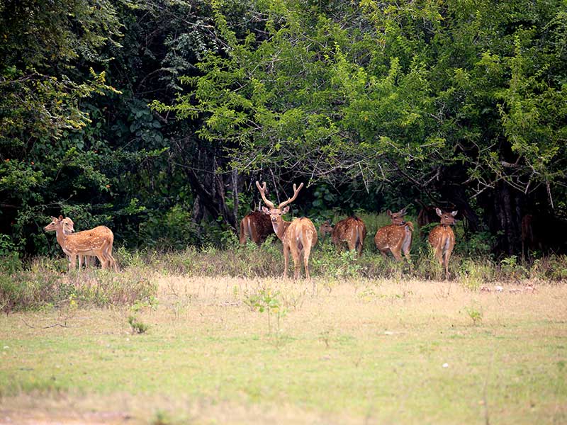 Kumana Safari Camping, Camping in Kumana, Safari Camping in Kumana, Kumana Safari Camping Tours, Camping Safaris in Kumana, Kumana Safari Camp, Kumana Camping, Safari Camping in Kumana, Kumana Camping Safari Tours