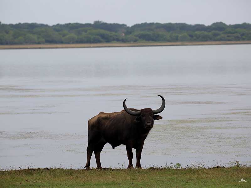 Kumana Safari Camping, Camping in Kumana, Safari Camping in Kumana, Kumana Safari Camping Tours, Camping Safaris in Kumana, Kumana Safari Camp, Kumana Camping, Safari Camping in Kumana, Kumana Camping Safari Tours