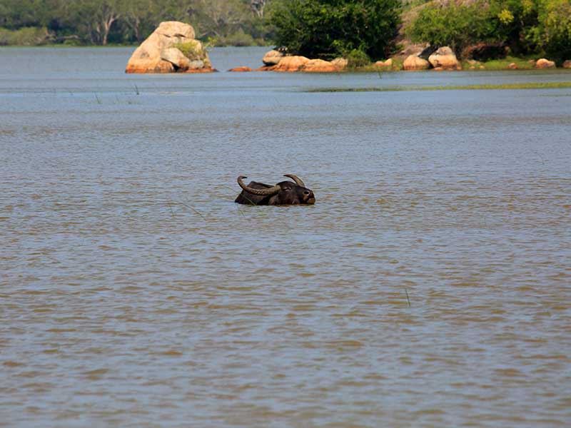 Kumana Safari Camping, Camping in Kumana, Safari Camping in Kumana, Kumana Safari Camping Tours, Camping Safaris in Kumana, Kumana Safari Camp, Kumana Camping, Safari Camping in Kumana, Kumana Camping Safari Tours