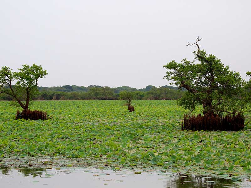 Kumana Safari Camping, Camping in Kumana, Safari Camping in Kumana, Kumana Safari Camping Tours, Camping Safaris in Kumana, Kumana Safari Camp, Kumana Camping, Safari Camping in Kumana, Kumana Camping Safari Tours