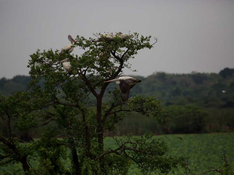 Kumana Safari Camping, Camping in Kumana, Safari Camping in Kumana, Kumana Safari Camping Tours, Camping Safaris in Kumana, Kumana Safari Camp, Kumana Camping, Safari Camping in Kumana, Kumana Camping Safari Tours