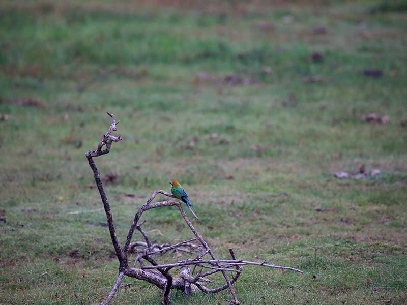 Kumana Safari Camping, Camping in Kumana, Safari Camping in Kumana, Kumana Safari Camping Tours, Camping Safaris in Kumana, Kumana Safari Camp, Kumana Camping, Safari Camping in Kumana, Kumana Camping Safari Tours