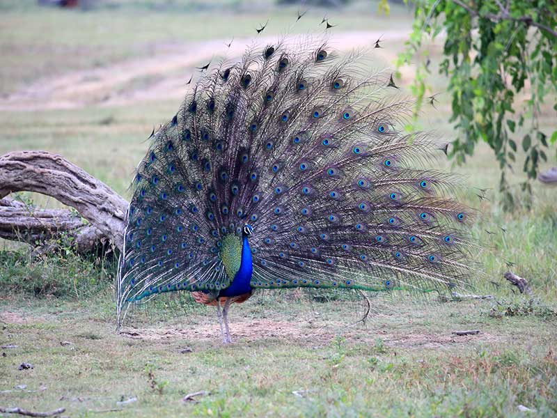 Kumana Safari Camping, Camping in Kumana, Safari Camping in Kumana, Kumana Safari Camping Tours, Camping Safaris in Kumana, Kumana Safari Camp, Kumana Camping, Safari Camping in Kumana, Kumana Camping Safari Tours