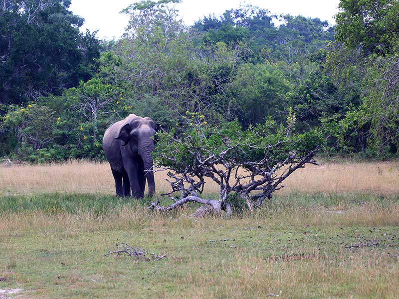 Kumana Safari Camping, Camping in Kumana, Safari Camping in Kumana, Kumana Safari Camping Tours, Camping Safaris in Kumana, Kumana Safari Camp, Kumana Camping, Safari Camping in Kumana, Kumana Camping Safari Tours