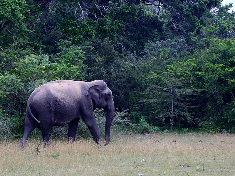 Kumana Safari Camping, Camping in Kumana, Safari Camping in Kumana, Kumana Safari Camping Tours, Camping Safaris in Kumana, Kumana Safari Camp, Kumana Camping, Safari Camping in Kumana, Kumana Camping Safari Tours