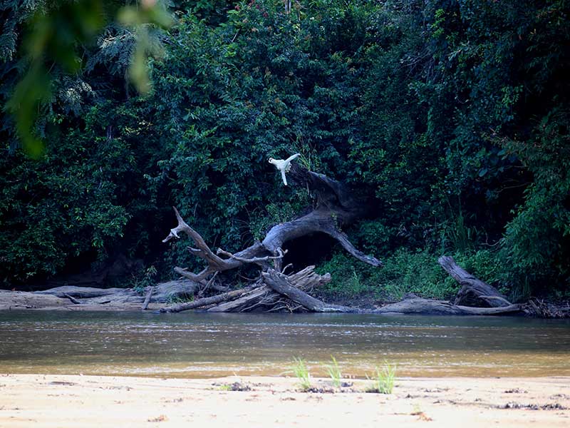 Kumana Safari Camping, Camping in Kumana, Safari Camping in Kumana, Kumana Safari Camping Tours, Camping Safaris in Kumana, Kumana Safari Camp, Kumana Camping, Safari Camping in Kumana, Kumana Camping Safari Tours