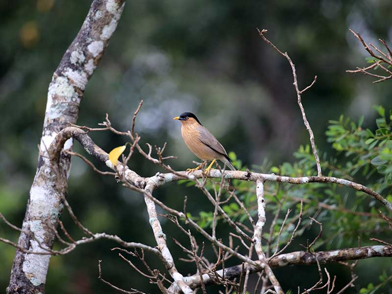 Kumana Safari Camping, Camping in Kumana, Safari Camping in Kumana, Kumana Safari Camping Tours, Camping Safaris in Kumana, Kumana Safari Camp, Kumana Camping, Safari Camping in Kumana, Kumana Camping Safari Tours