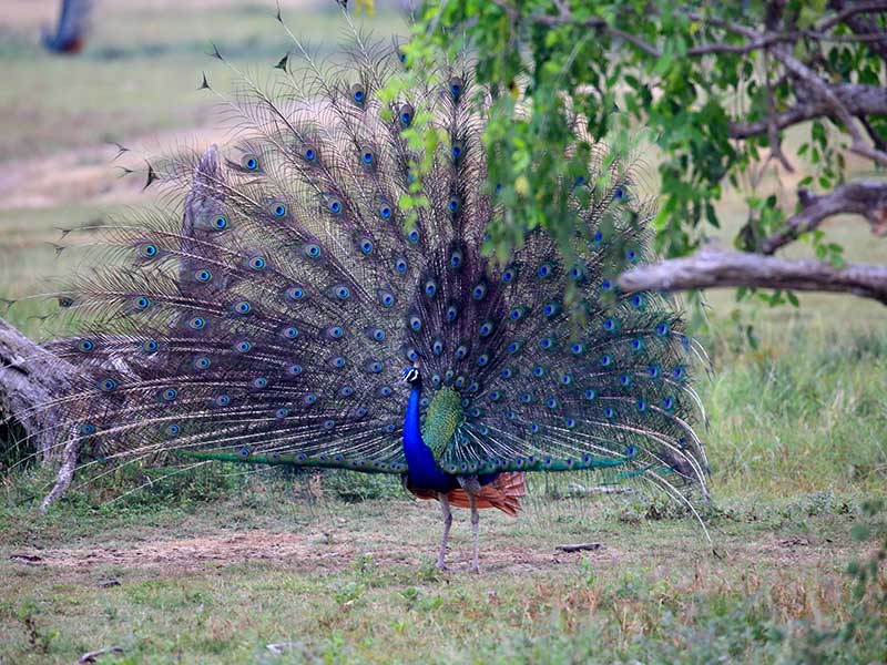 Kumana Safari Camping, Camping in Kumana, Safari Camping in Kumana, Kumana Safari Camping Tours, Camping Safaris in Kumana, Kumana Safari Camp, Kumana Camping, Safari Camping in Kumana, Kumana Camping Safari Tours