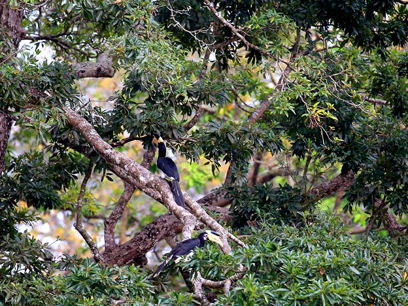 Kumana Safari Camping, Camping in Kumana, Safari Camping in Kumana, Kumana Safari Camping Tours, Camping Safaris in Kumana, Kumana Safari Camp, Kumana Camping, Safari Camping in Kumana, Kumana Camping Safari Tours
