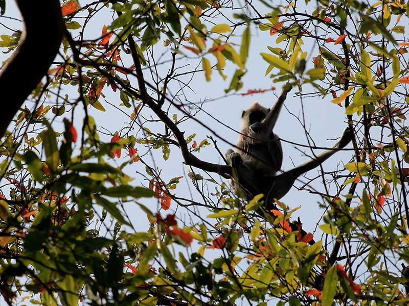 Kumana Safari Camping, Camping in Kumana, Safari Camping in Kumana, Kumana Safari Camping Tours, Camping Safaris in Kumana, Kumana Safari Camp, Kumana Camping, Safari Camping in Kumana, Kumana Camping Safari Tours