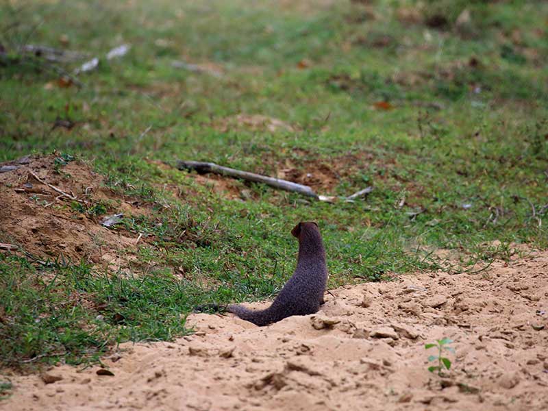 Kumana Safari Camping, Camping in Kumana, Safari Camping in Kumana, Kumana Safari Camping Tours, Camping Safaris in Kumana, Kumana Safari Camp, Kumana Camping, Safari Camping in Kumana, Kumana Camping Safari Tours