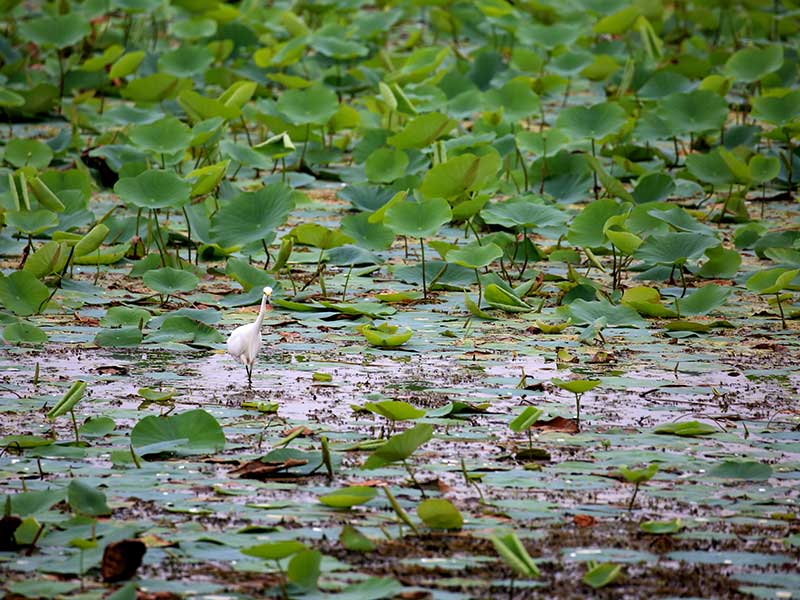 Kumana Safari Camping, Camping in Kumana, Safari Camping in Kumana, Kumana Safari Camping Tours, Camping Safaris in Kumana, Kumana Safari Camp, Kumana Camping, Safari Camping in Kumana, Kumana Camping Safari Tours