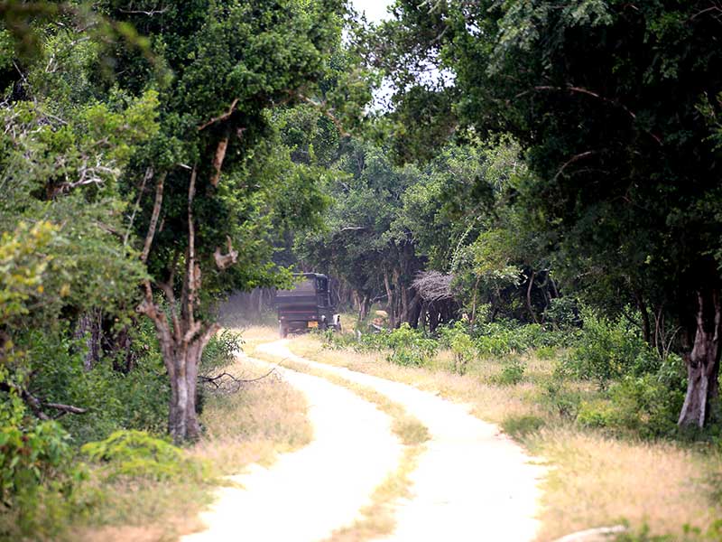 Kumana Safari Camping, Camping in Kumana, Safari Camping in Kumana, Kumana Safari Camping Tours, Camping Safaris in Kumana, Kumana Safari Camp, Kumana Camping, Safari Camping in Kumana, Kumana Camping Safari Tours