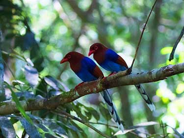 Bird Watching essentials of Sri Lanka