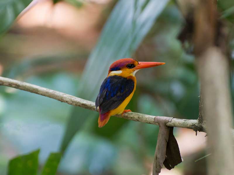 Birds of Sri Lanka in 10 days