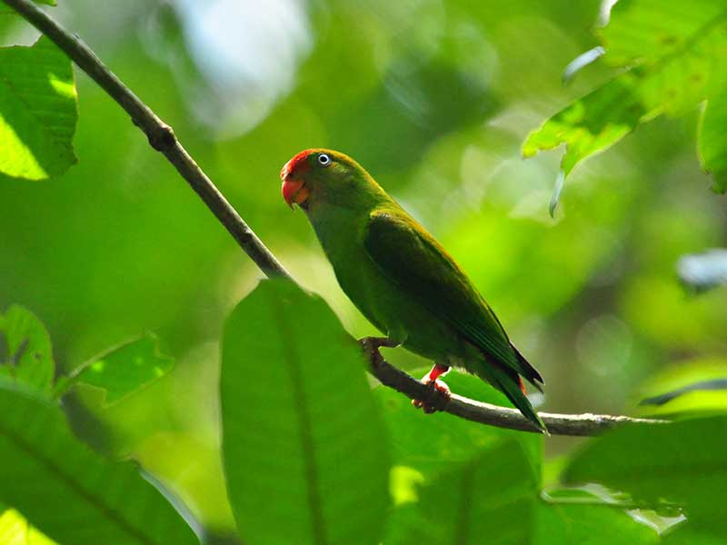 Ultimate Bird Watching Tour of Sri Lanka