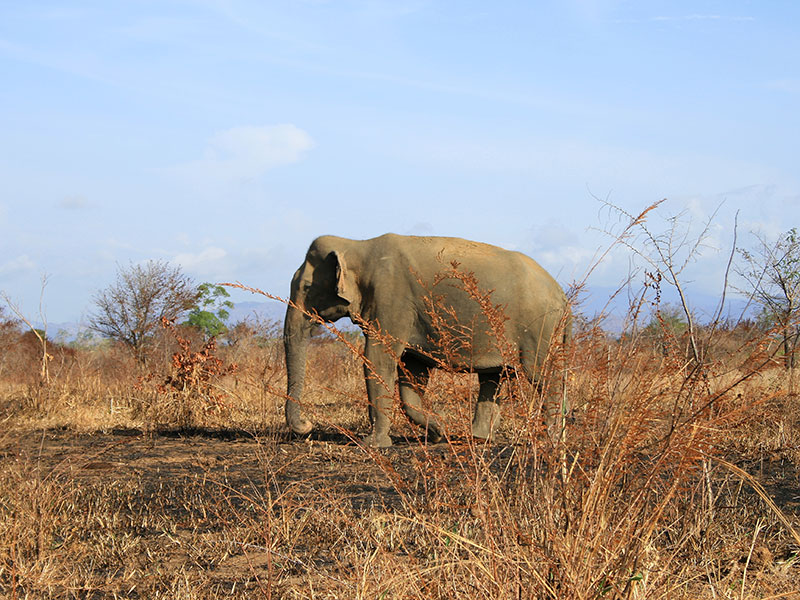 Udawalawe Safari Camping, Camping in Udawalawe, Safari Camping in Udawalawe, Udawalawe Safari Camping Tours, Camping Safaris in Udawalawe, Udawalawe Safari Camp, Udawalawe Camping, Safari Camping in Udawalawe, Udawalawe Camping Safari Tours