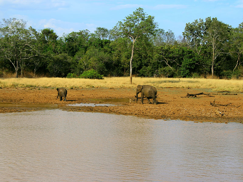 Udawalawe Safari Camping, Camping in Udawalawe, Safari Camping in Udawalawe, Udawalawe Safari Camping Tours, Camping Safaris in Udawalawe, Udawalawe Safari Camp, Udawalawe Camping, Safari Camping in Udawalawe, Udawalawe Camping Safari Tours