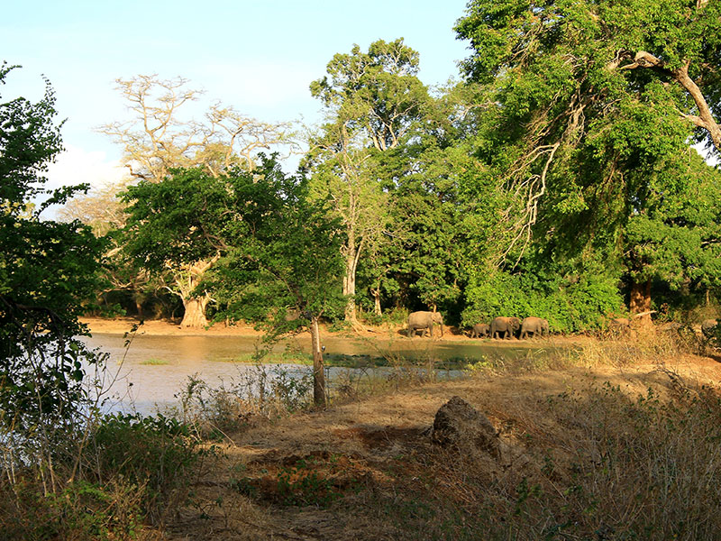 Udawalawe Safari Camping, Camping in Udawalawe, Safari Camping in Udawalawe, Udawalawe Safari Camping Tours, Camping Safaris in Udawalawe, Udawalawe Safari Camp, Udawalawe Camping, Safari Camping in Udawalawe, Udawalawe Camping Safari Tours