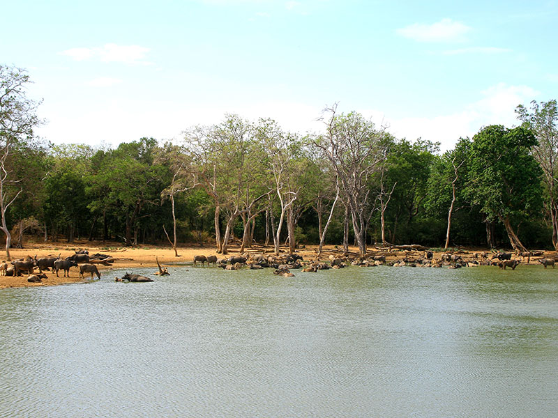 Udawalawe Safari Camping, Camping in Udawalawe, Safari Camping in Udawalawe, Udawalawe Safari Camping Tours, Camping Safaris in Udawalawe, Udawalawe Safari Camp, Udawalawe Camping, Safari Camping in Udawalawe, Udawalawe Camping Safari Tours