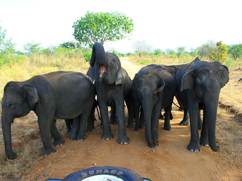 Udawalawe Safari Camping, Camping in Udawalawe, Safari Camping in Udawalawe, Udawalawe Safari Camping Tours, Camping Safaris in Udawalawe, Udawalawe Safari Camp, Udawalawe Camping, Safari Camping in Udawalawe, Udawalawe Camping Safari Tours