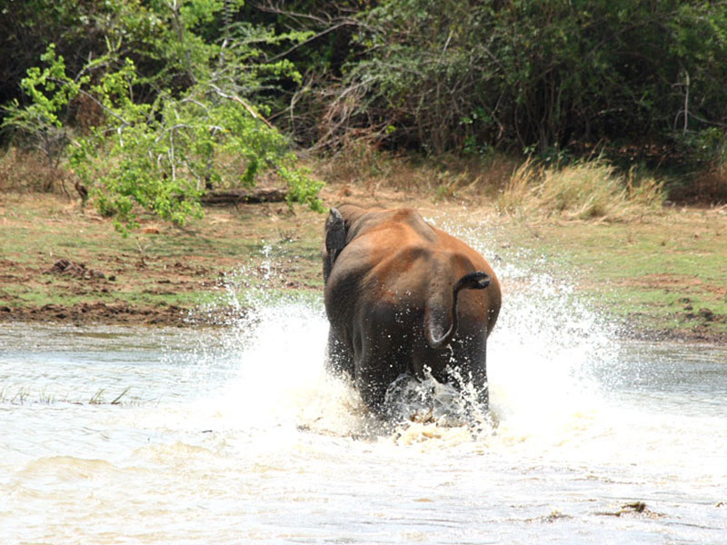 Udawalawe Safari Camping, Camping in Udawalawe, Safari Camping in Udawalawe, Udawalawe Safari Camping Tours, Camping Safaris in Udawalawe, Udawalawe Safari Camp, Udawalawe Camping, Safari Camping in Udawalawe, Udawalawe Camping Safari Tours