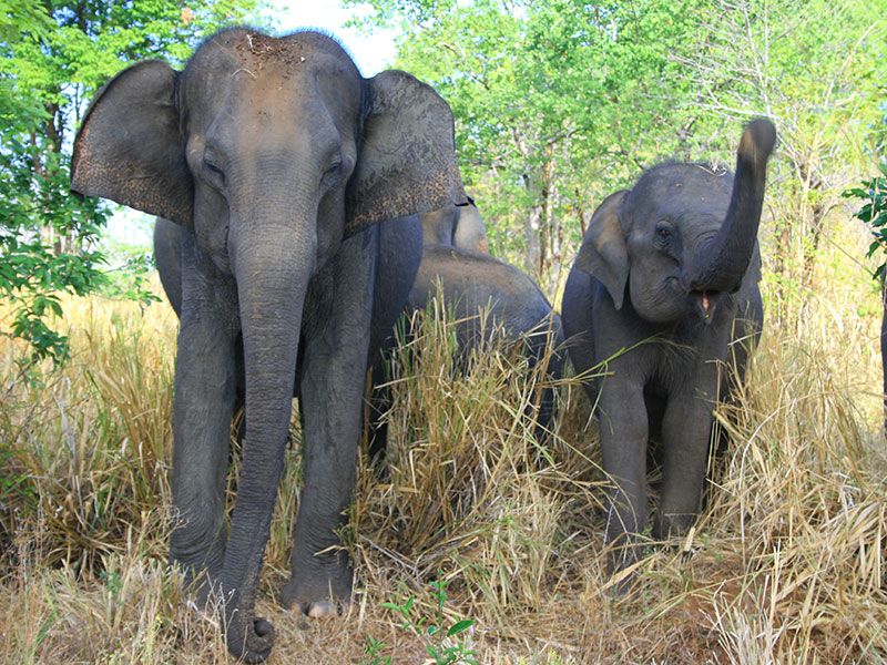 Udawalawe Safari Camping, Camping in Udawalawe, Safari Camping in Udawalawe, Udawalawe Safari Camping Tours, Camping Safaris in Udawalawe, Udawalawe Safari Camp, Udawalawe Camping, Safari Camping in Udawalawe, Udawalawe Camping Safari Tours