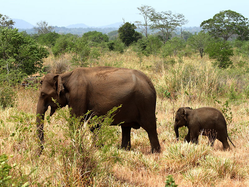 Udawalawe Safari Camping, Camping in Udawalawe, Safari Camping in Udawalawe, Udawalawe Safari Camping Tours, Camping Safaris in Udawalawe, Udawalawe Safari Camp, Udawalawe Camping, Safari Camping in Udawalawe, Udawalawe Camping Safari Tours