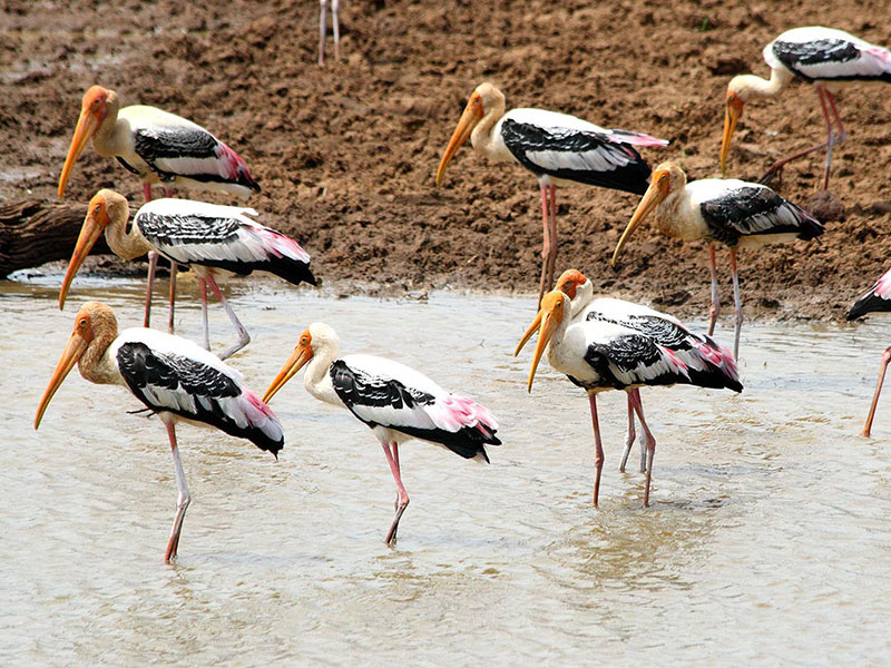 Udawalawe Safari Camping, Camping in Udawalawe, Safari Camping in Udawalawe, Udawalawe Safari Camping Tours, Camping Safaris in Udawalawe, Udawalawe Safari Camp, Udawalawe Camping, Safari Camping in Udawalawe, Udawalawe Camping Safari Tours