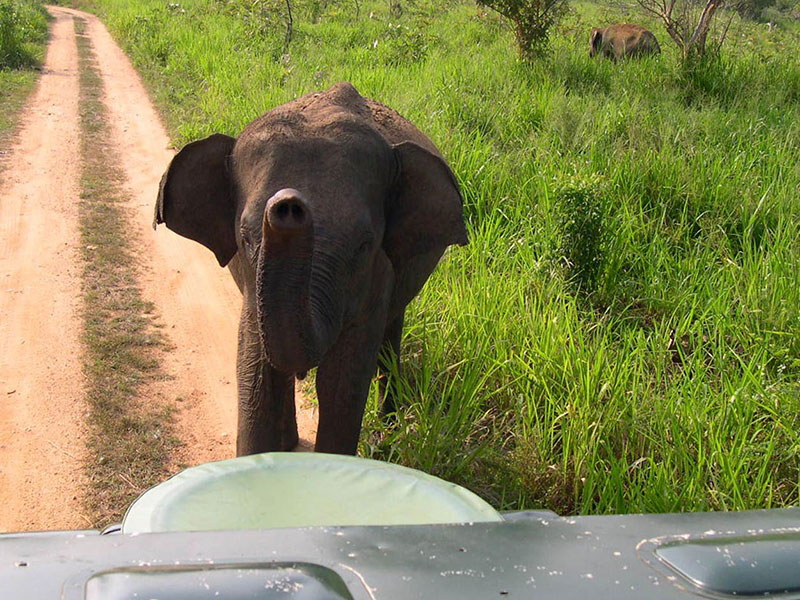 Udawalawe Safari Camping, Camping in Udawalawe, Safari Camping in Udawalawe, Udawalawe Safari Camping Tours, Camping Safaris in Udawalawe, Udawalawe Safari Camp, Udawalawe Camping, Safari Camping in Udawalawe, Udawalawe Camping Safari Tours