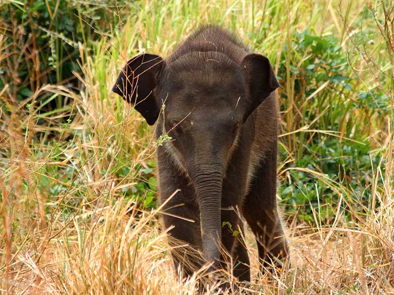 Udawalawe Safari Camping, Camping in Udawalawe, Safari Camping in Udawalawe, Udawalawe Safari Camping Tours, Camping Safaris in Udawalawe, Udawalawe Safari Camp, Udawalawe Camping, Safari Camping in Udawalawe, Udawalawe Camping Safari Tours