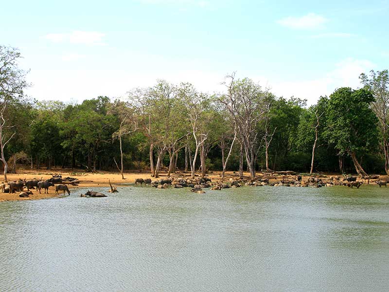Udawalawe Safari Camping, Camping in Udawalawe, Safari Camping in Udawalawe, Udawalawe Safari Camping Tours, Camping Safaris in Udawalawe, Udawalawe Safari Camp, Udawalawe Camping, Safari Camping in Udawalawe, Udawalawe Camping Safari Tours
