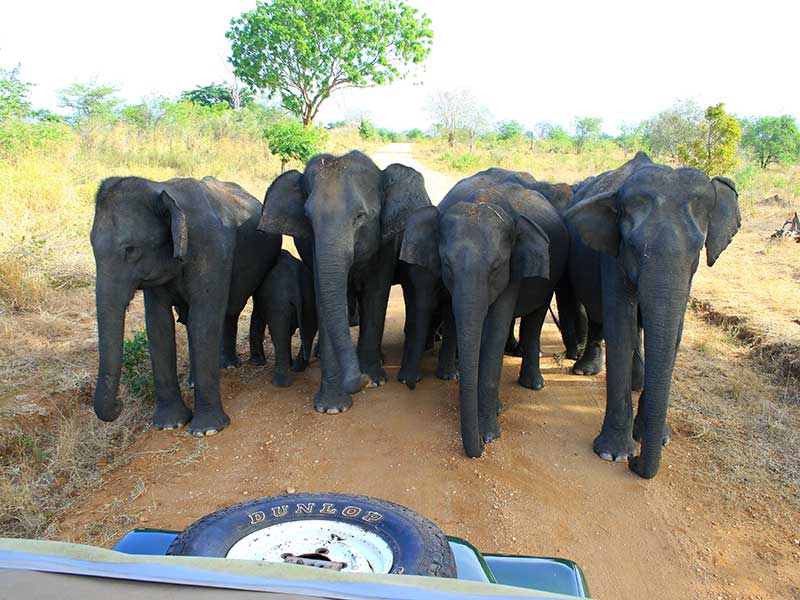 Udawalawe Safari Camping, Camping in Udawalawe, Safari Camping in Udawalawe, Udawalawe Safari Camping Tours, Camping Safaris in Udawalawe, Udawalawe Safari Camp, Udawalawe Camping, Safari Camping in Udawalawe, Udawalawe Camping Safari Tours