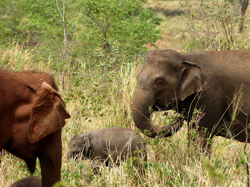 Udawalawe Safari Camping, Camping in Udawalawe, Safari Camping in Udawalawe, Udawalawe Safari Camping Tours, Camping Safaris in Udawalawe, Udawalawe Safari Camp, Udawalawe Camping, Safari Camping in Udawalawe, Udawalawe Camping Safari Tours