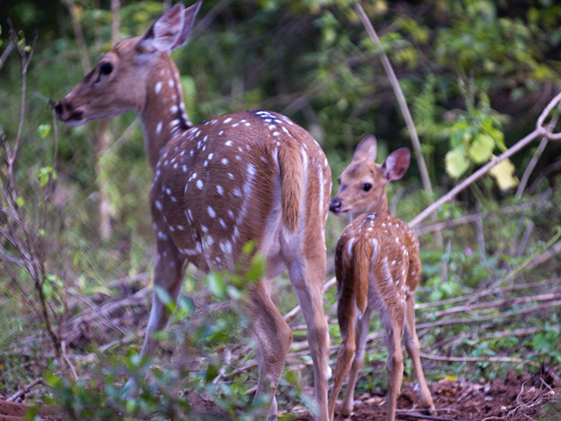 Udawalawe Safari Camping, Camping in Udawalawe, Safari Camping in Udawalawe, Udawalawe Safari Camping Tours, Camping Safaris in Udawalawe, Udawalawe Safari Camp, Udawalawe Camping, Safari Camping in Udawalawe, Udawalawe Camping Safari Tours