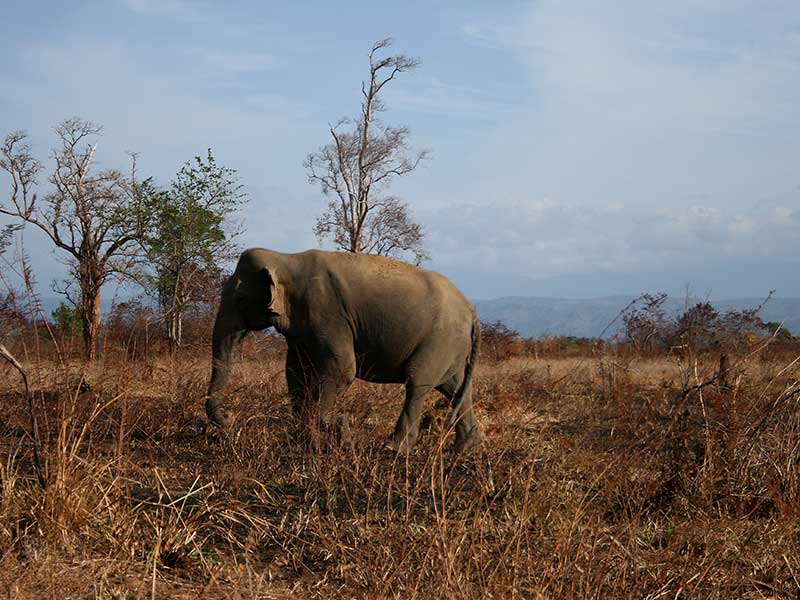 Udawalawe Safari Camping, Camping in Udawalawe, Safari Camping in Udawalawe, Udawalawe Safari Camping Tours, Camping Safaris in Udawalawe, Udawalawe Safari Camp, Udawalawe Camping, Safari Camping in Udawalawe, Udawalawe Camping Safari Tours