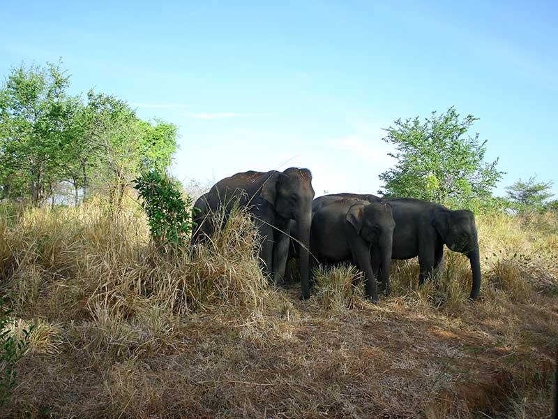 Udawalawe Safari Camping, Camping in Udawalawe, Safari Camping in Udawalawe, Udawalawe Safari Camping Tours, Camping Safaris in Udawalawe, Udawalawe Safari Camp, Udawalawe Camping, Safari Camping in Udawalawe, Udawalawe Camping Safari Tours