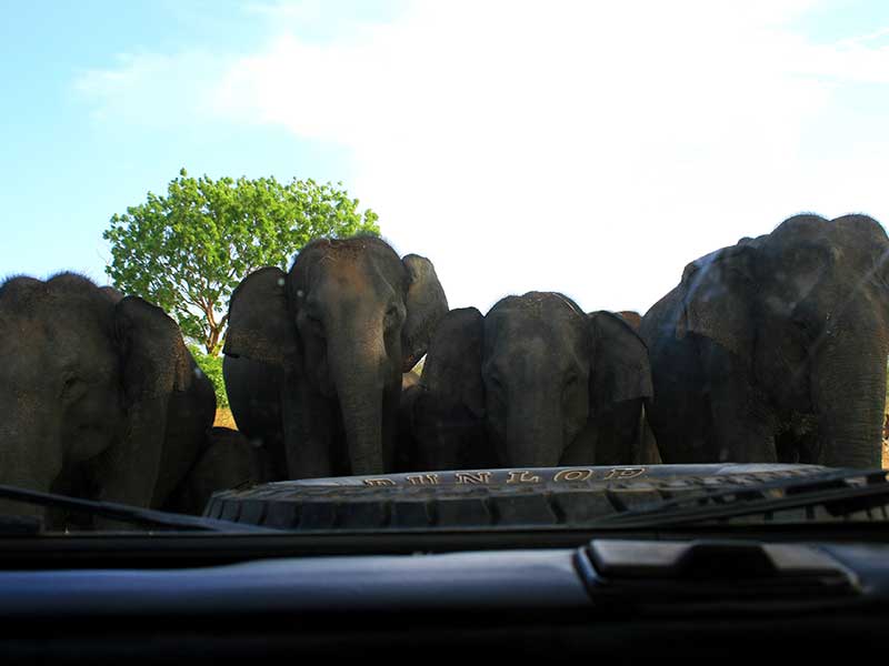 Udawalawe Safari Camping, Camping in Udawalawe, Safari Camping in Udawalawe, Udawalawe Safari Camping Tours, Camping Safaris in Udawalawe, Udawalawe Safari Camp, Udawalawe Camping, Safari Camping in Udawalawe, Udawalawe Camping Safari Tours
