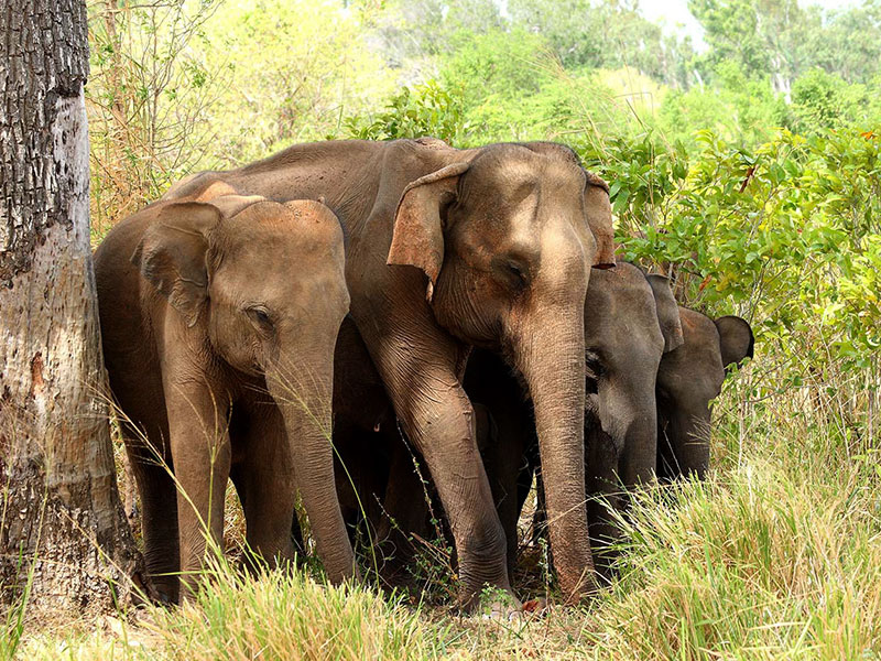 Udawalawe Safari Camping, Camping in Udawalawe, Safari Camping in Udawalawe, Udawalawe Safari Camping Tours, Camping Safaris in Udawalawe, Udawalawe Safari Camp, Udawalawe Camping, Safari Camping in Udawalawe, Udawalawe Camping Safari Tours