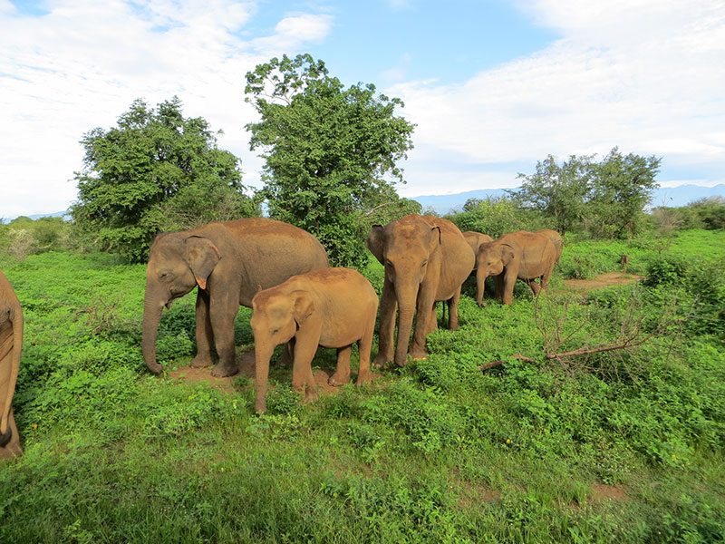 Udawalawe Safari Camping, Camping in Udawalawe, Safari Camping in Udawalawe, Udawalawe Safari Camping Tours, Camping Safaris in Udawalawe, Udawalawe Safari Camp, Udawalawe Camping, Safari Camping in Udawalawe, Udawalawe Camping Safari Tours