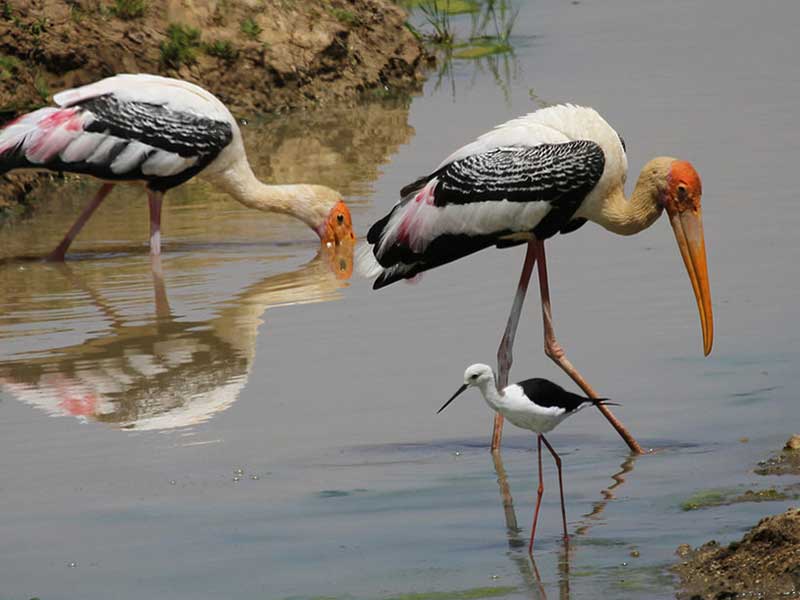 Udawalawe Safari Camping, Camping in Udawalawe, Safari Camping in Udawalawe, Udawalawe Safari Camping Tours, Camping Safaris in Udawalawe, Udawalawe Safari Camp, Udawalawe Camping, Safari Camping in Udawalawe, Udawalawe Camping Safari Tours