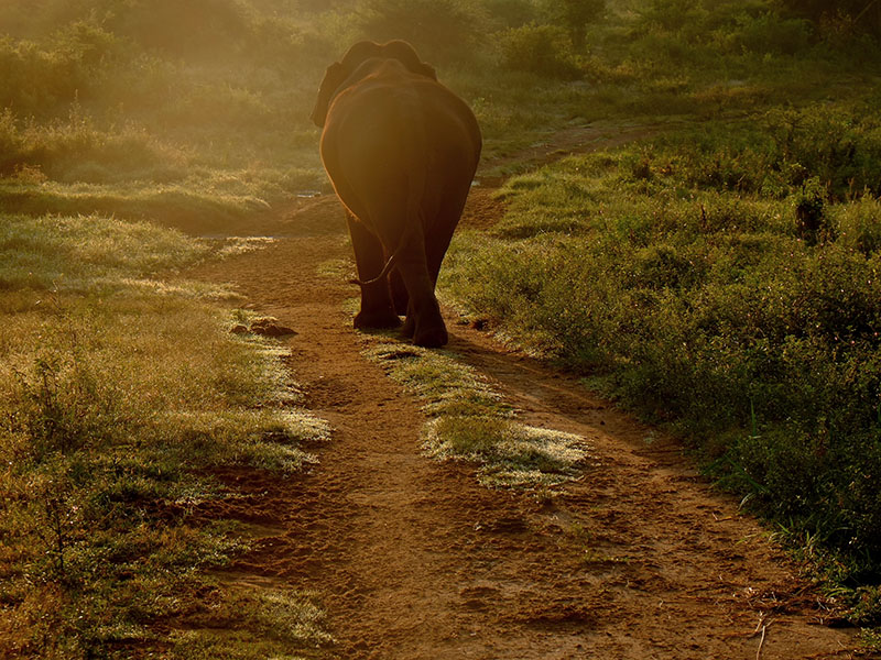 Udawalawe Safari Camping, Camping in Udawalawe, Safari Camping in Udawalawe, Udawalawe Safari Camping Tours, Camping Safaris in Udawalawe, Udawalawe Safari Camp, Udawalawe Camping, Safari Camping in Udawalawe, Udawalawe Camping Safari Tours