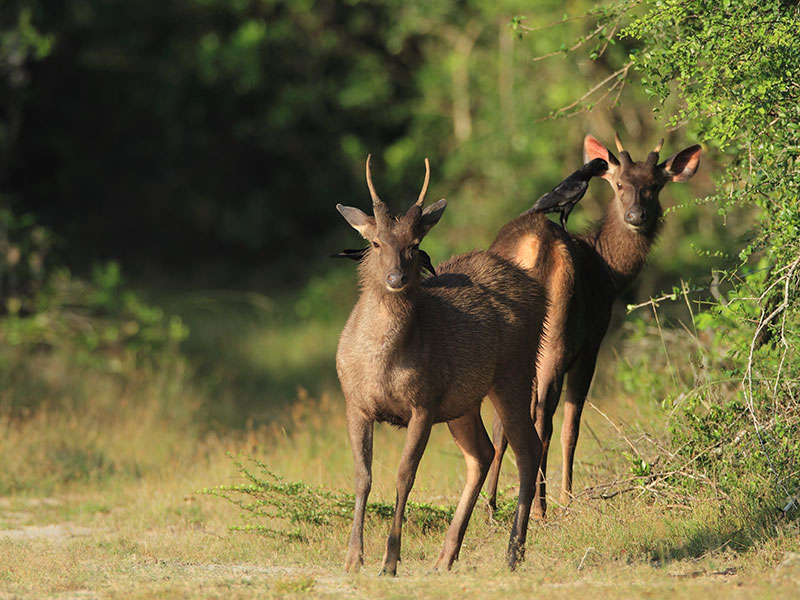 Wilpattu Safari Camping, Camping in Wilpattu, Safari Camping in Wilpattu, Wilpattu Safari Camping Tours, Camping Safaris in Wilpattu, Wilpattu Safari Camp, Wilpattu Camping, Safari Camping in Wilpattu, Wilpattu Camping Safari Tours