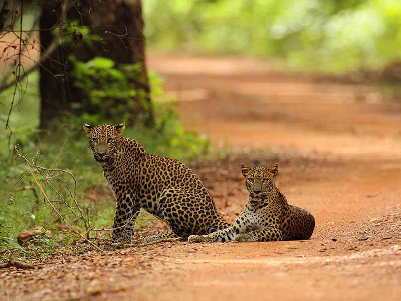 Wilpattu Safari Camping, Camping in Wilpattu, Safari Camping in Wilpattu, Wilpattu Safari Camping Tours, Camping Safaris in Wilpattu, Wilpattu Safari Camp, Wilpattu Camping, Safari Camping in Wilpattu, Wilpattu Camping Safari Tours