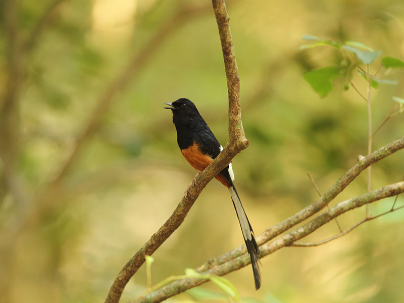 Wilpattu Safari Camping, Camping in Wilpattu, Safari Camping in Wilpattu, Wilpattu Safari Camping Tours, Camping Safaris in Wilpattu, Wilpattu Safari Camp, Wilpattu Camping, Safari Camping in Wilpattu, Wilpattu Camping Safari Tours