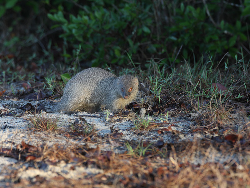 Wilpattu Safari Camping, Camping in Wilpattu, Safari Camping in Wilpattu, Wilpattu Safari Camping Tours, Camping Safaris in Wilpattu, Wilpattu Safari Camp, Wilpattu Camping, Safari Camping in Wilpattu, Wilpattu Camping Safari Tours