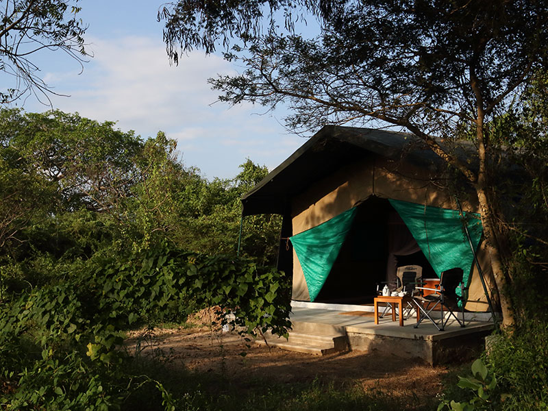 Wilpattu Safari Camping, Camping in Wilpattu, Safari Camping in Wilpattu, Wilpattu Safari Camping Tours, Camping Safaris in Wilpattu, Wilpattu Safari Camp, Wilpattu Camping, Safari Camping in Wilpattu, Wilpattu Camping Safari Tours