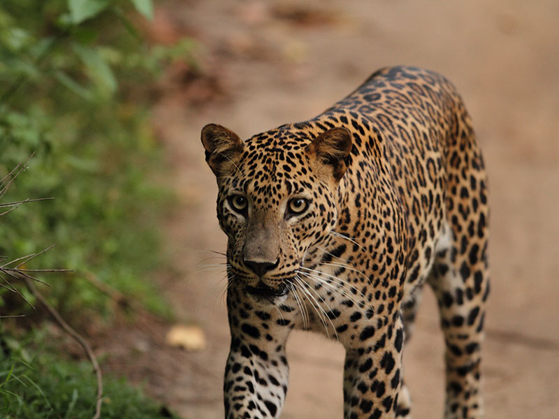 Wilpattu Safari Camping, Camping in Wilpattu, Safari Camping in Wilpattu, Wilpattu Safari Camping Tours, Camping Safaris in Wilpattu, Wilpattu Safari Camp, Wilpattu Camping, Safari Camping in Wilpattu, Wilpattu Camping Safari Tours