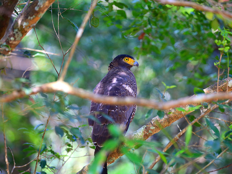 Wilpattu Safari Camping, Camping in Wilpattu, Safari Camping in Wilpattu, Wilpattu Safari Camping Tours, Camping Safaris in Wilpattu, Wilpattu Safari Camp, Wilpattu Camping, Safari Camping in Wilpattu, Wilpattu Camping Safari Tours